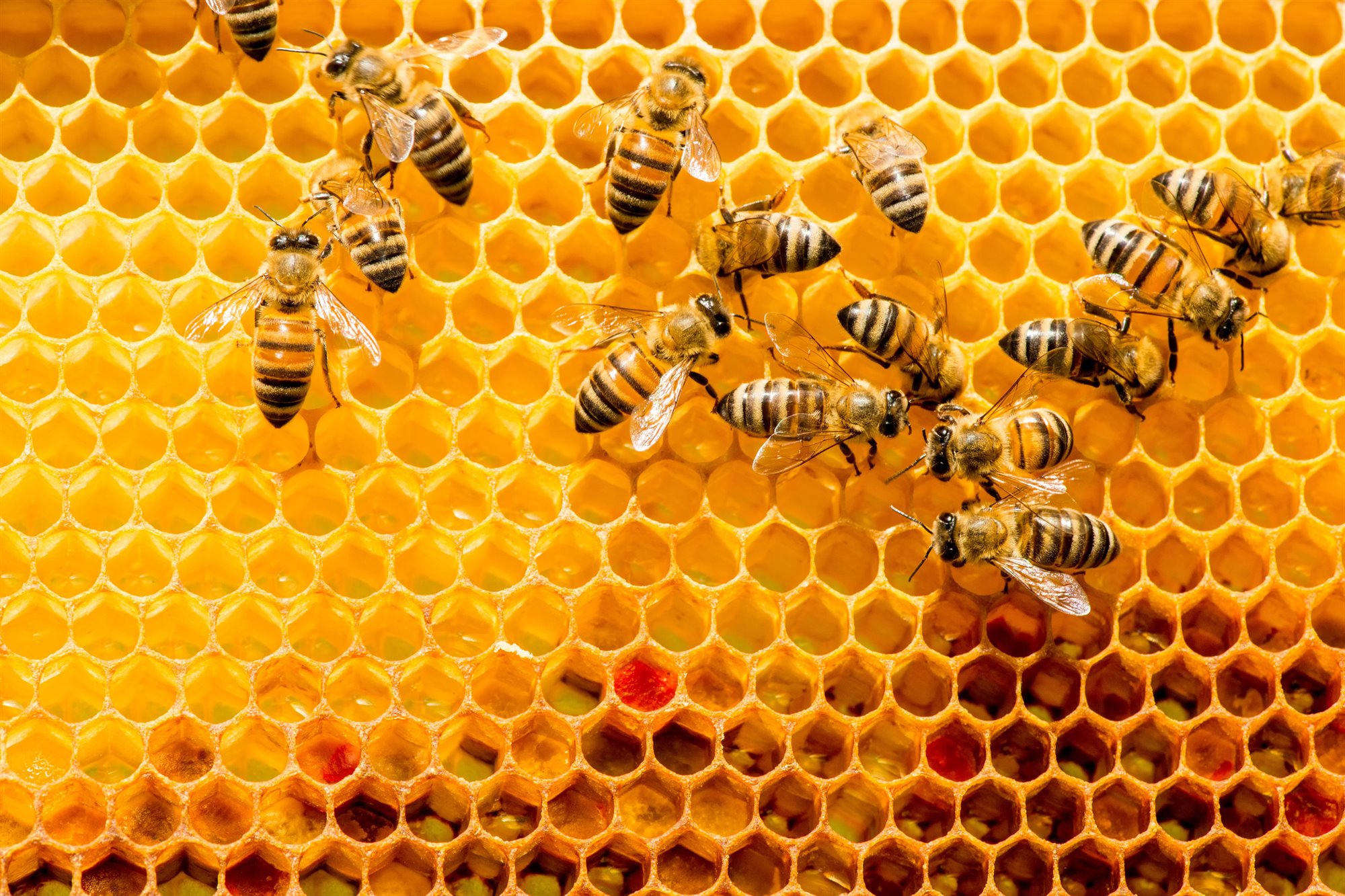 La miel, el gran superalimento » El Regionalista